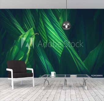 Picture of Natural background green leavesCurcuma zanthorrhiza